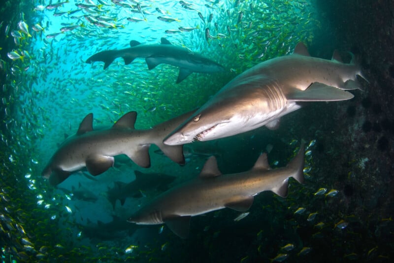A group of large sharks swims together underwater, surrounded by a school of small fish, with light filtering through the blue-green water above.