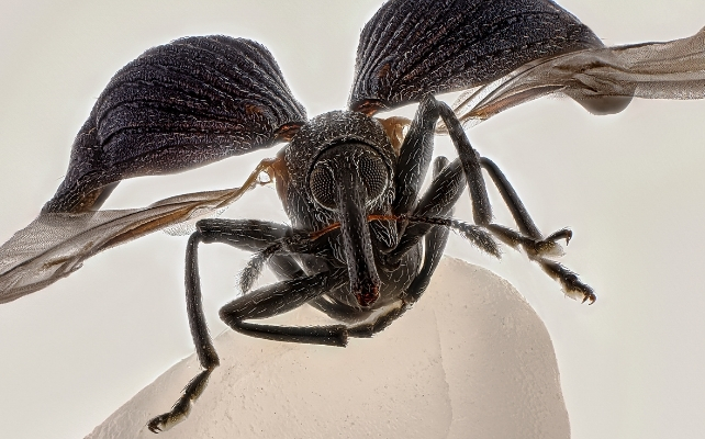 A black insect, a weevil, with outstretched wings on a single grain of white rice.