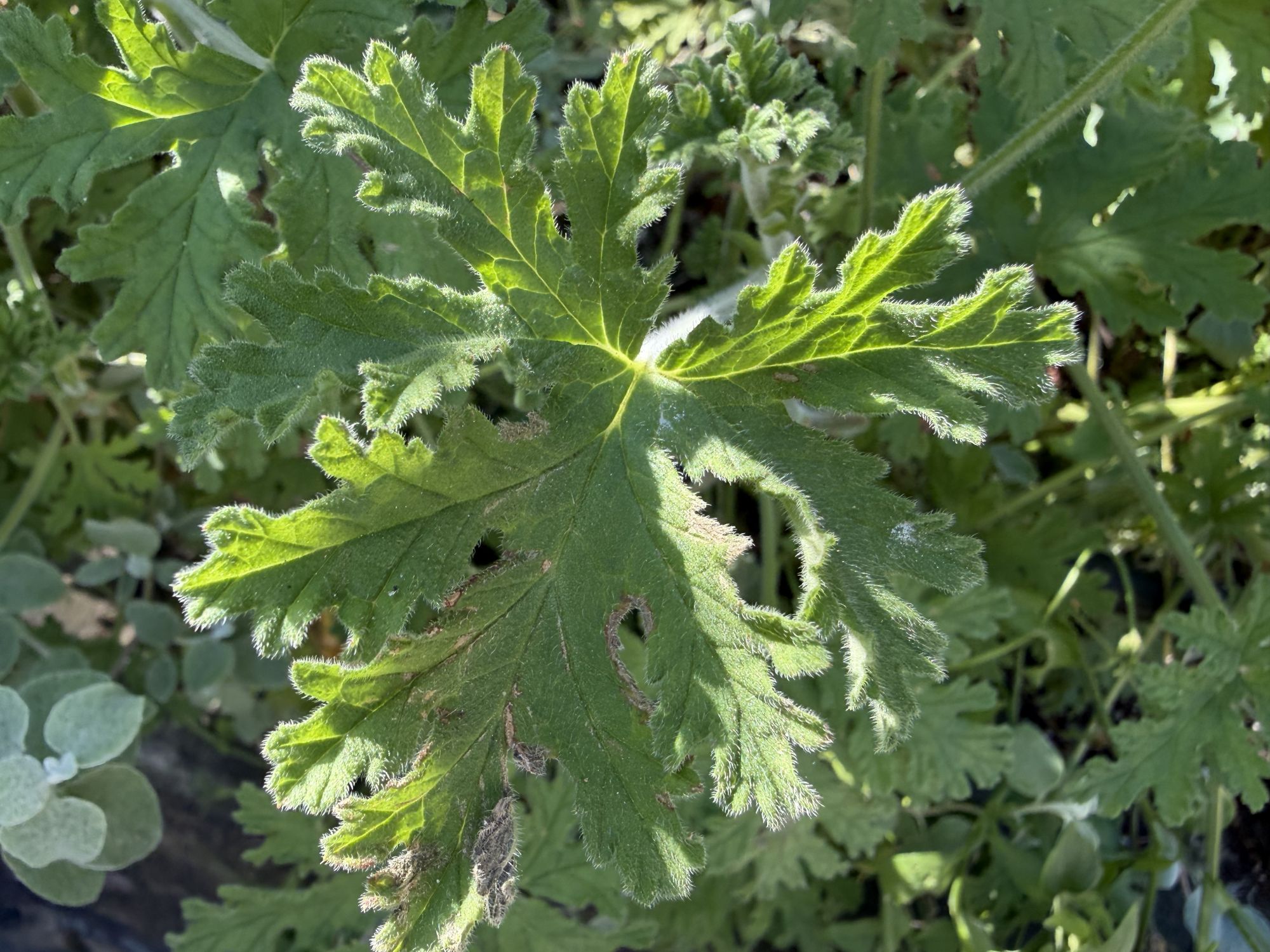 Apple iPhone 17 Pro Max macro sample.