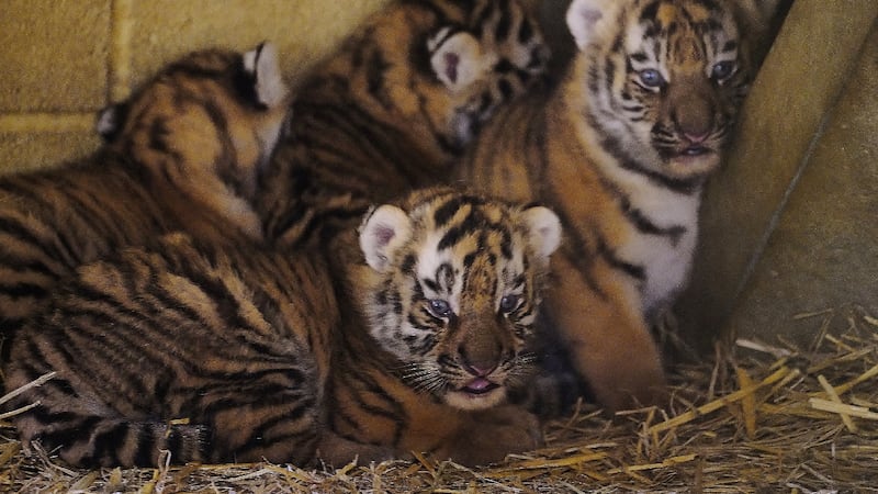 Four rare tiger cubs born at Longleat a month ago doing well, keepers say