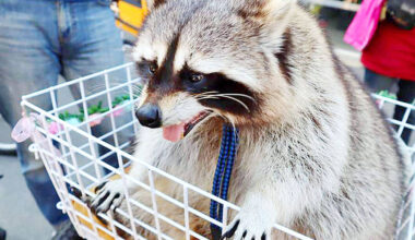Four species to be added to list of prohibited pets