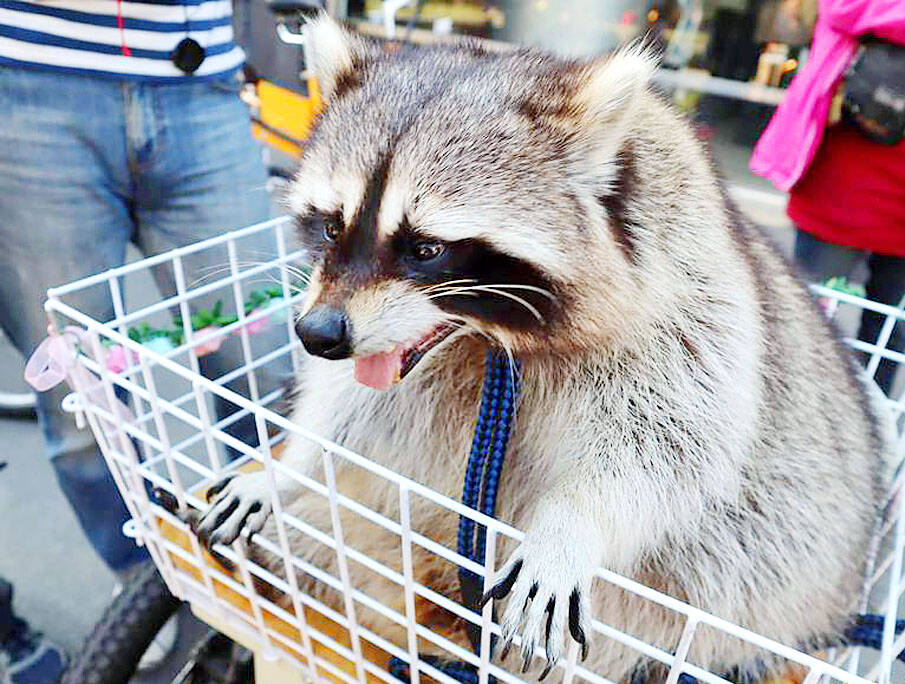 Four species to be added to list of prohibited pets
