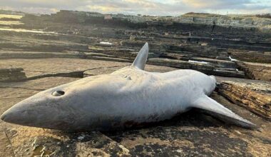 6-foot shark found ‘washed up’ at Wick North Head