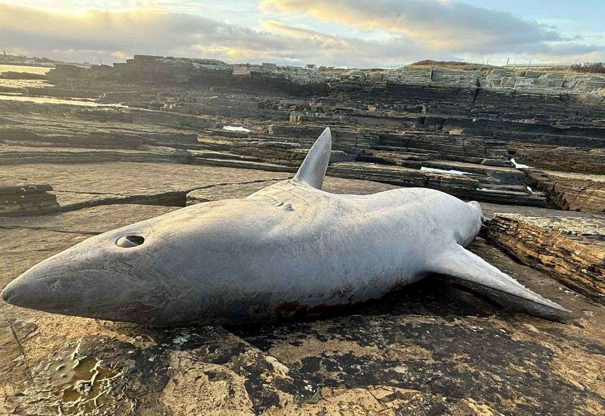 6-foot shark found ‘washed up’ at Wick North Head