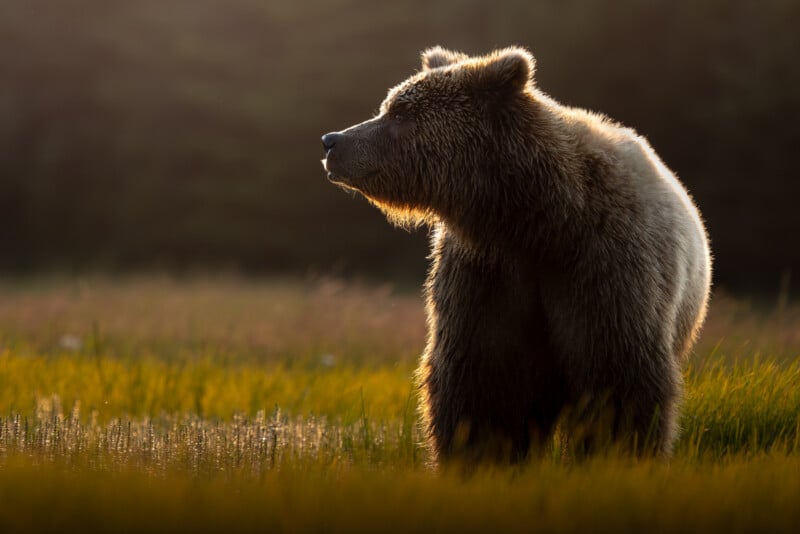 A brown bear stands in tall grass, bathed in warm, golden sunlight with a dark forest in the background, gazing off to the side.