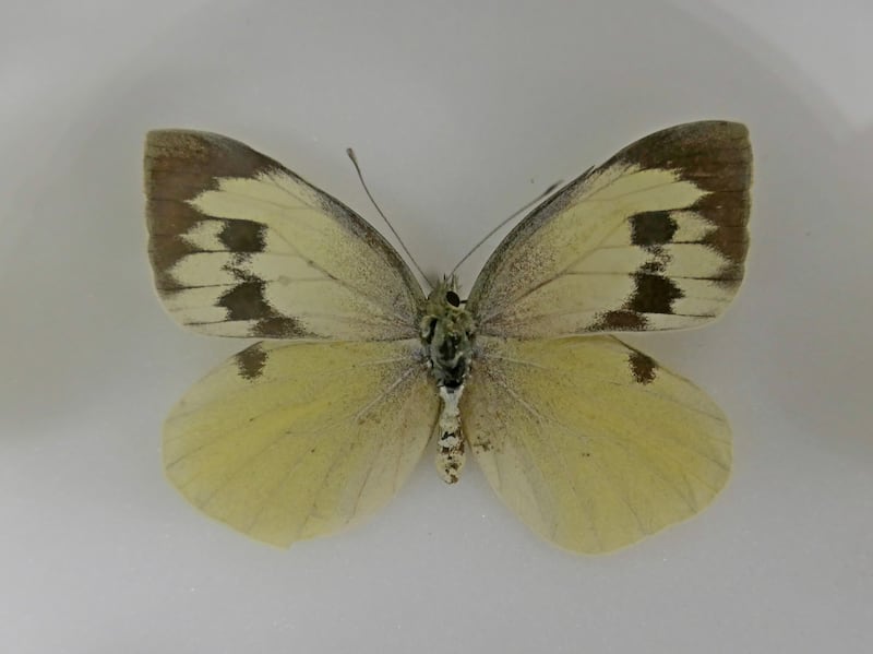 The Madeiran large white is extinct