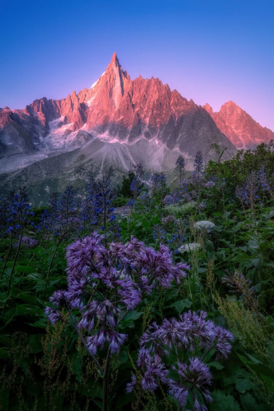 A mountain peak glows pink in the sunrise above a lush green meadow filled with purple wildflowers under a clear blue sky.
