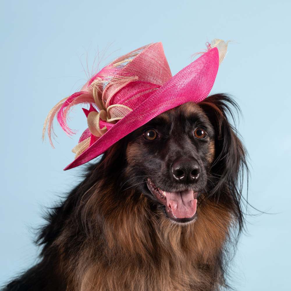 Royal Milliner Who Designed Kate Middleton and Meghan Markle Hats Releases 2026 Haute Dogs Calendar to Help Shelter Pets