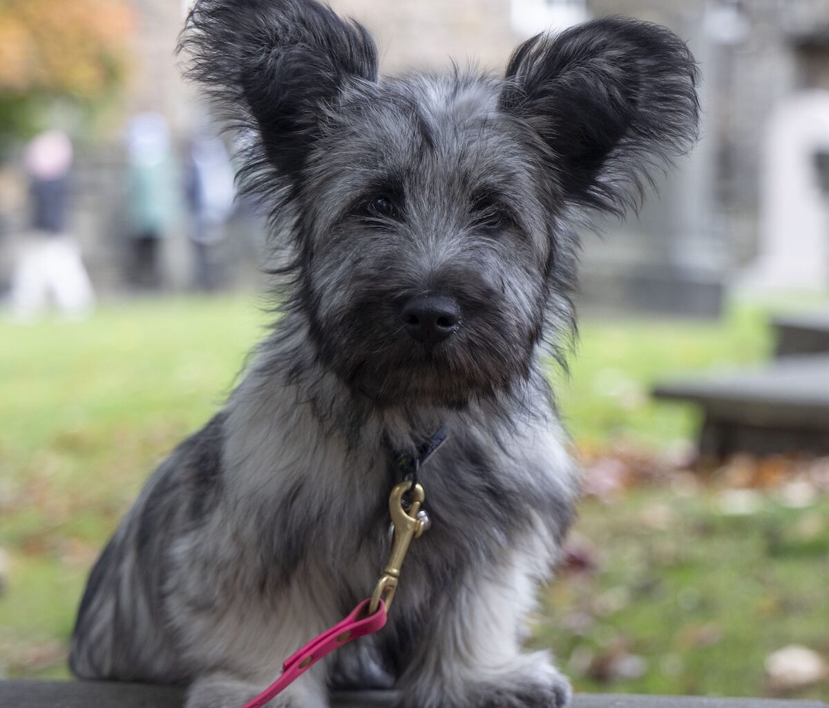 Photos from the Pet Blessing Service