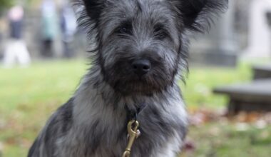 Photos from the Pet Blessing Service