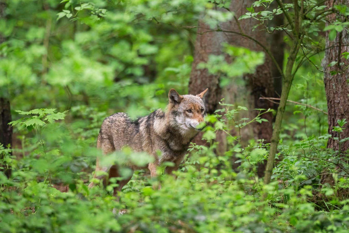 AEuropean gray wolf / grey wolf (Canis lupus) hunting in undergrowth / thicket in forest