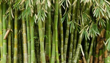 Biodegradable plastic made from bamboo is strong and easy to recycle