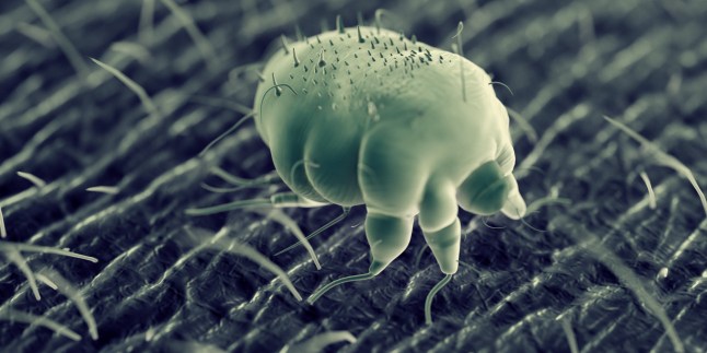 3d rendered illustration of a scabies mite on human skin, sem style; Shutterstock ID 1432711463; purchase_order: -; job: -; client: -; other: