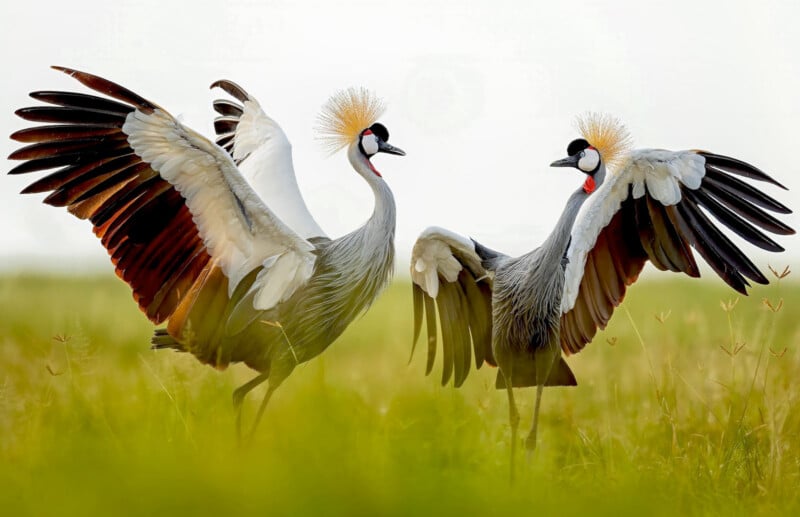 Two grey crowned cranes stand facing each other in tall grass with wings spread wide, displaying their striking plumage and golden feather crowns against a soft, light background.
