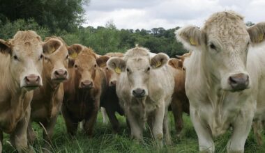 Mercosur trade deal brings EU and South America closer but creates divide at home – The Irish Times
