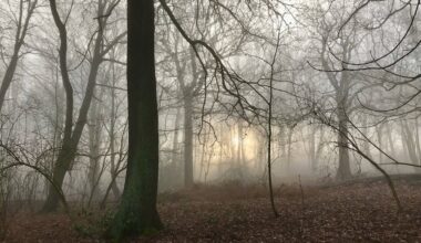 A guided Halloween walk in Middleton Park
