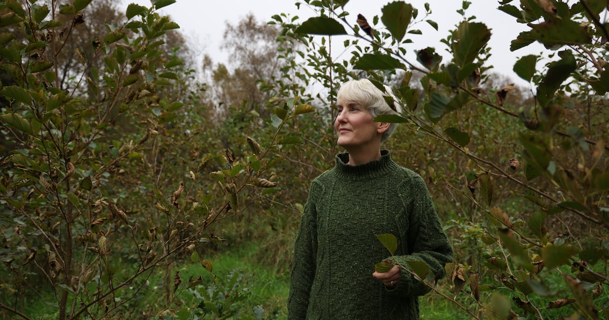 Two years ago we planted 24,000 native saplings – now our forest is thriving – The Irish Times