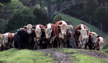 Ireland urged not to follow New Zealand in changing methane targets – The Irish Times