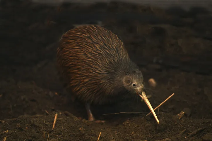 What is a kiwi