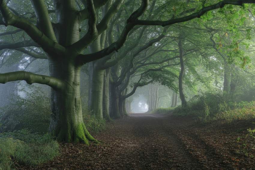 Wistman’s Wood: The UK’s Top Gothic Halloween Destination for Dark Tourism Enthusiasts