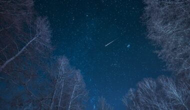 A meteor is pictured blazing through a star-strewn sky from the perspective of a viewer looking up through the barren tree branches of a snowy forest.
