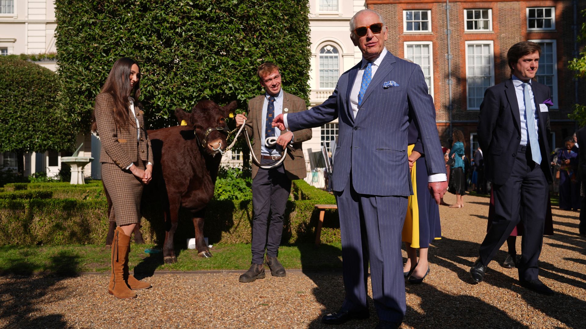 King Charles III meets Poppy, a pedigree Sussex beef cow, during a reception for King Charles III Charitable Fund (KCCF), at Clarence House, London