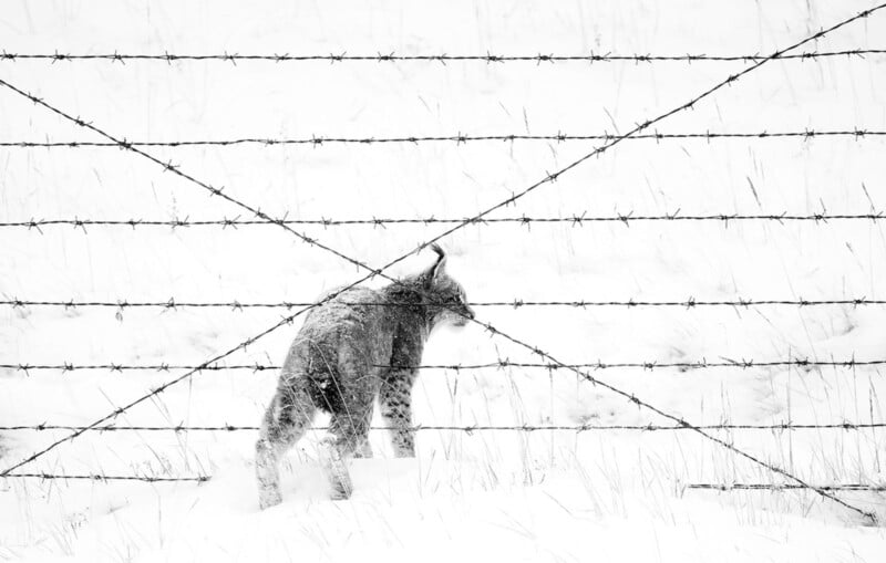 A lynx stands in a snowy landscape behind a barbed wire fence. The scene is mostly white, with the lynx and fence providing dark contrast against the snow.