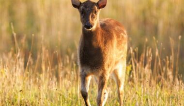 Rarest deer species in the world comes to Norfolk at Watlington’s Watatunga Wildlife Reserve