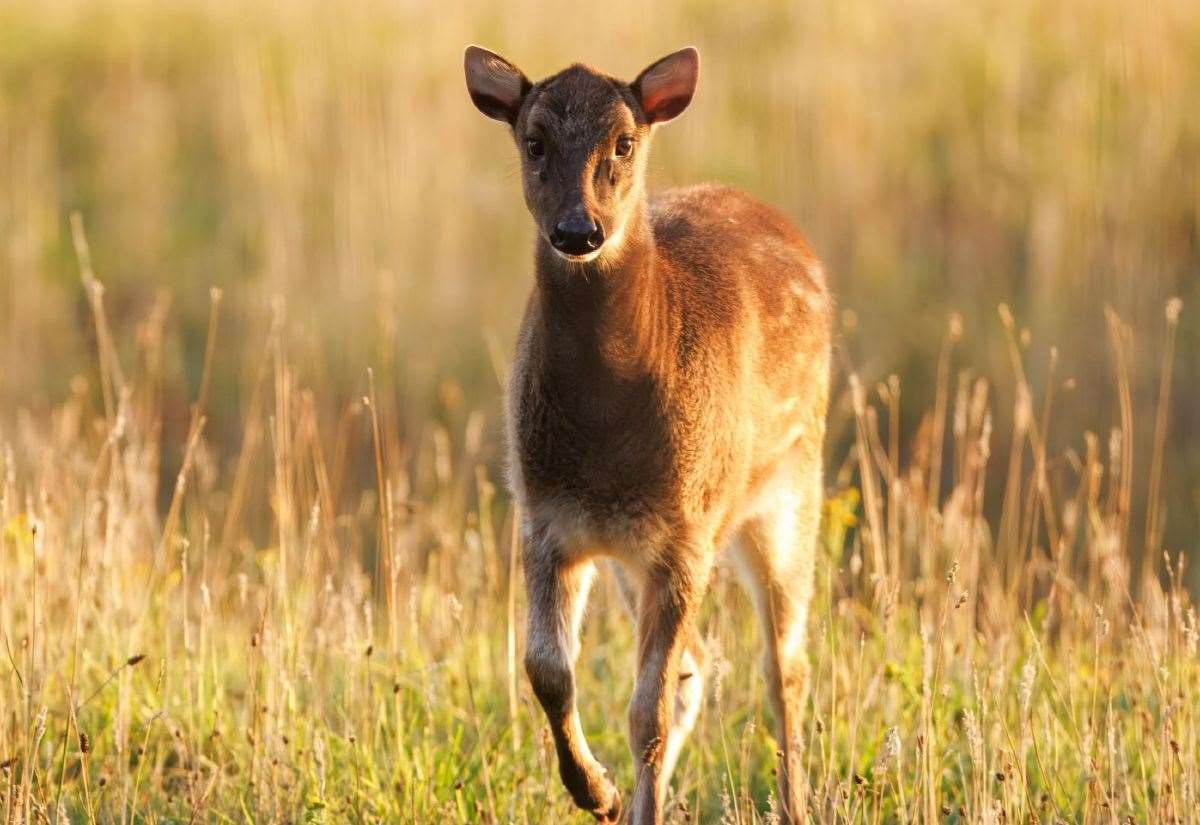 Rarest deer species in the world comes to Norfolk at Watlington’s Watatunga Wildlife Reserve