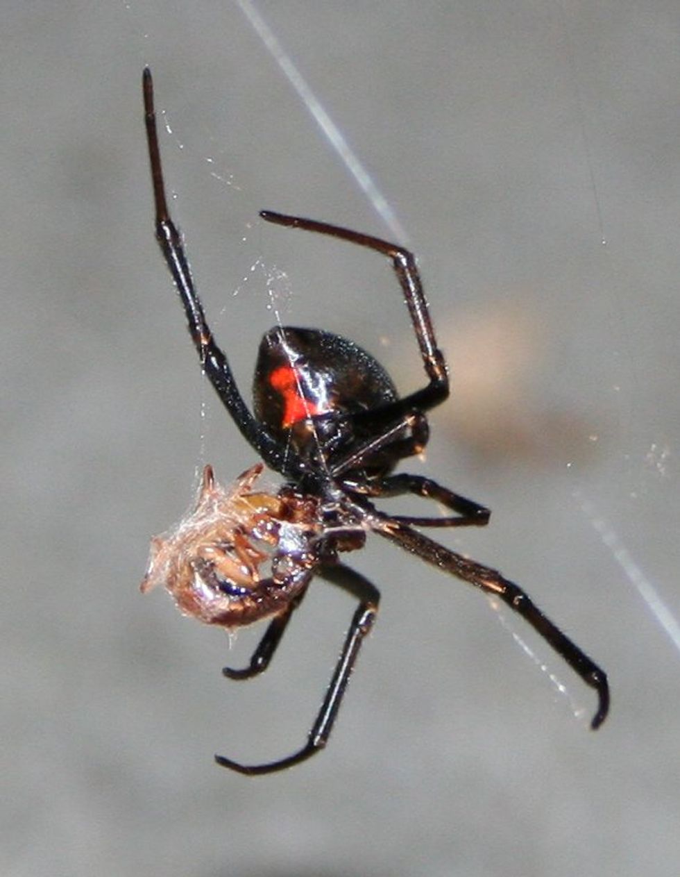 A black widow spider begins to eat its ensnared prey