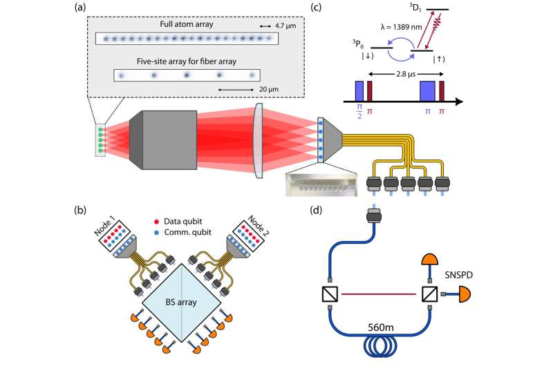 Overview of the team's platform. a, An imaging system with a high-numericalaperture objective maps an array of atoms in optical tweezers to an array of single-mode optical fibers. The team nominally use an array of 20 tweezers with spacing ~4.7 μm, but an array of five tweezers with a spacing of ~20 μm is used for optimal matching with the MFD of the fiber array. The inset shows the image of a typical V-grooved fiber array with ten fibers in a row. b, The researchers' vision for parallelized networking with atom array processors using fiber, detector and BS arrays. c, They utilize time-bin encoding to entangle the metastable nuclear spin of ytterbium-171 atoms (blue pulses) with individual photons with a wavelength of 1,389 nm (red pulses). d, After sending the photons through a 40-m fiber, they utilize a TDI and SNSPDs to characterize the atom–photon Bell state. Credit: Covey Lab. A new scalable approach to realize a quantum communication network based on ytterbium-171 atoms