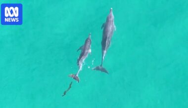 Dolphin calf rescued after spending weeks tangled in fishing line