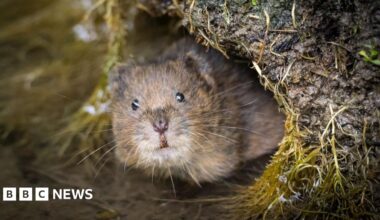 A water vole, a small rodent with beady eyes and whiskers. It is outside its burrow.