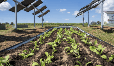 Small Agrivoltaic Project, Big Impact