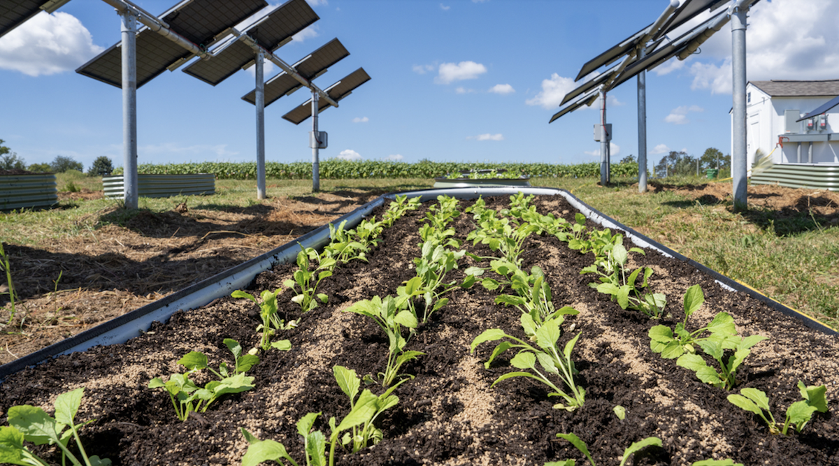 Small Agrivoltaic Project, Big Impact