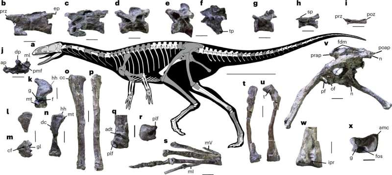 Skeletal anatomy of the Carnian theropod A. crurilongus. Credit: Nature Ecology & Evolution (2025). DOI: 10.1038/s41559-025-02868-4 An early experiment at the dawn of dinosaur evolution discovered