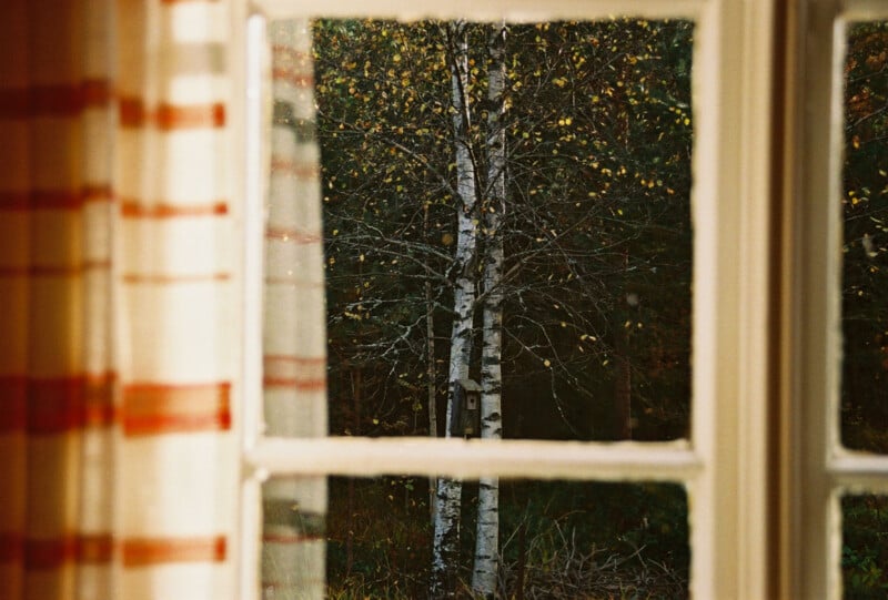 View through a window with white and red striped curtains, showing a birch tree with white bark and sparse yellow leaves outside against a background of dark green foliage.