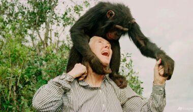 Wildlife advocate, primate expert Jane Goodall dies at 91