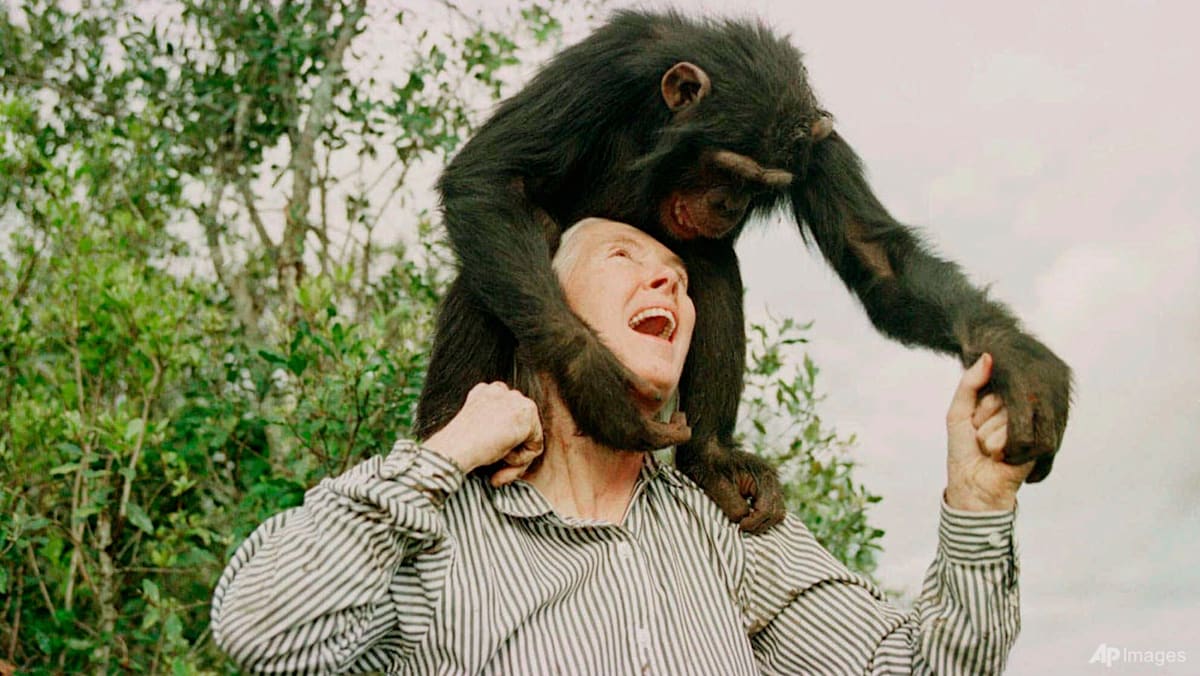 Wildlife advocate, primate expert Jane Goodall dies at 91
