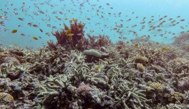 World's coral reefs crossing survival limit: Global experts