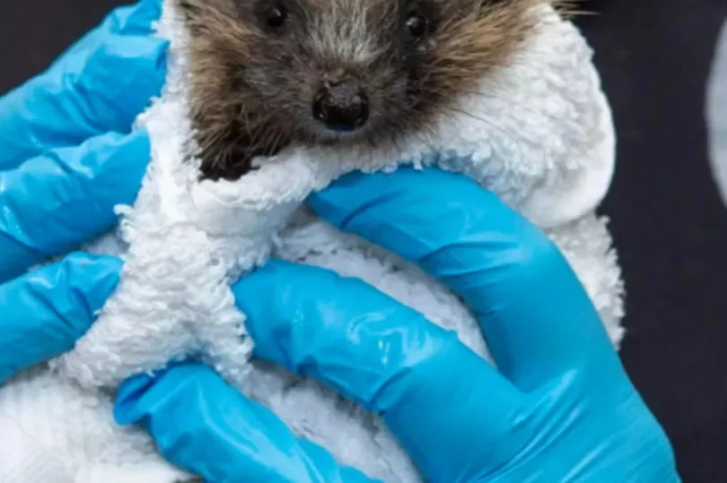 'This move provided the much-needed room to accommodate the growing number of hedgehogs requiring care'