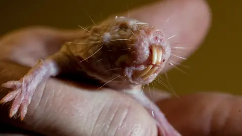 Washington Post via Getty Images The image is a close-up of a naked mole rat. It is a small, pink, bald rodent that is being held by a person's hand. The rodent has large, protruding front teeth, tiny eyes, whiskers on its face and small, clawed feet.