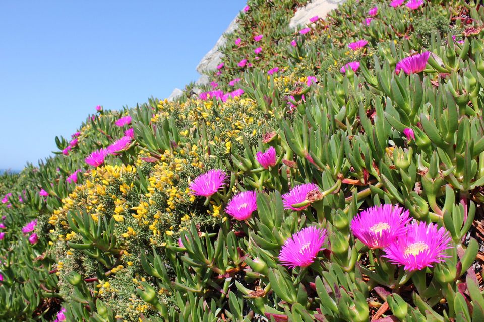 Carpobrotus plants competing for space and pollinators with the native gorse Ulex europaeus in the Tower of Hercules Natural Reserve, A Coruna, Spain. Photo: Jonatan Rodríguez, University of Santiago de Compostela.