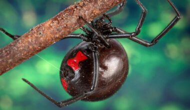 Black widow spiders: Britain 'faces invasion of deadly arachnids'