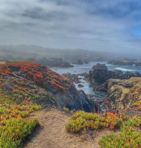 Carpobrotus growing at Mackerricher State Park in California, USA. Photo: noemi_anne_mdr/Instagram.