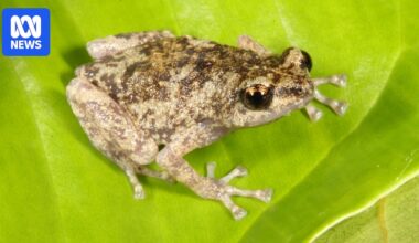 Endemic frog and gecko species identified on Dauan Island in Torres Strait