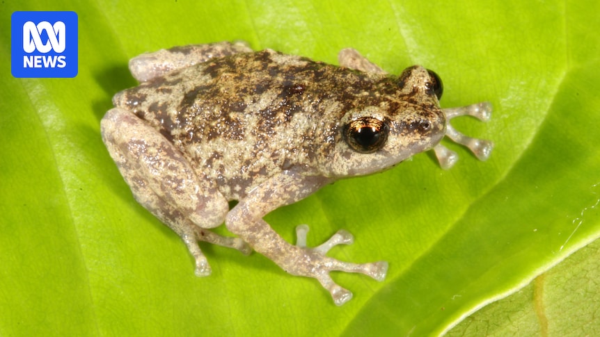 Endemic frog and gecko species identified on Dauan Island in Torres Strait