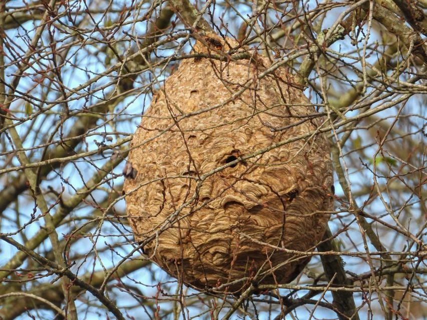 Asian Hornet nest. Credit: Getty Images