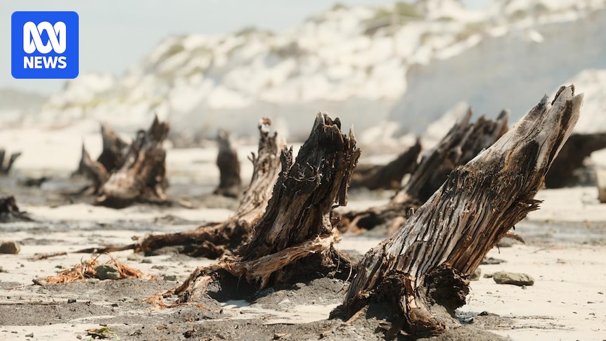 Ancient tree stumps showing sea level change exposed on popular Esperance beach