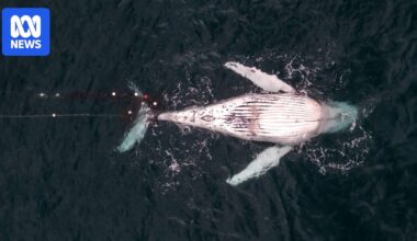 Video of person climbing on dead humpback whale shared with police